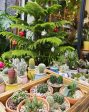 [自然風格仙人掌、仙人掌組盆] 陽台植物 小品植栽 療癒植栽(以店內販售為準,350起) on Sale